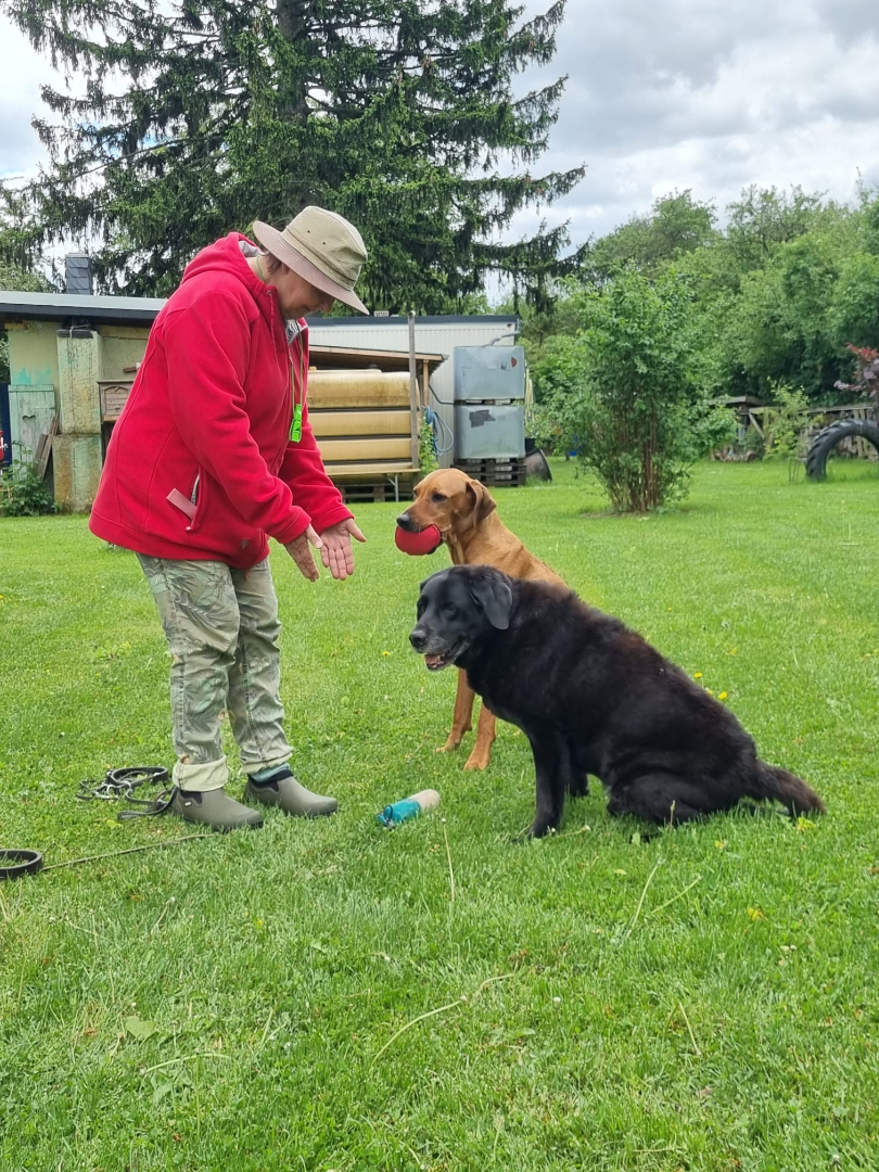 Hundetraining bei three4dogs: Trainerin im Dialog mit einem schwarzen und einem braunen Hund auf einer Übungswiese im Main-Taunus-Kreis.